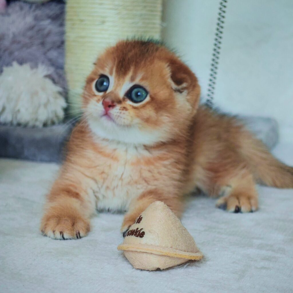 Cucciolo Scottish Fold